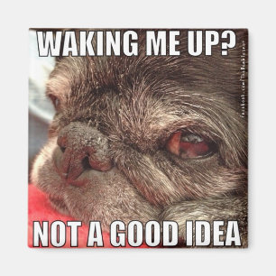 Bumblesnot magnet: Waking me Up? Magnet