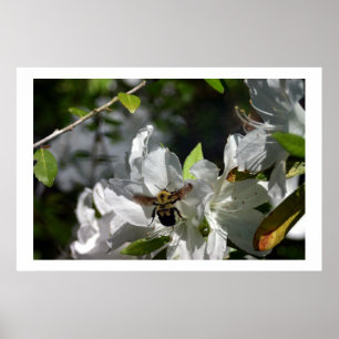 Bumbling bee poster