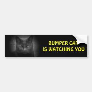Bumper (Black) Cat is watching Sticker
