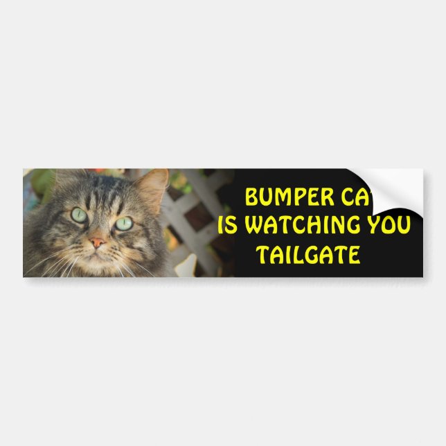 Bumper Cat is watching TAILGATE 20 Sticker (Front)