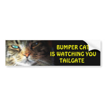 Bumper Cat is watching TAILGATE 2