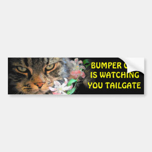 Bumper Cat is watching You Meme TAILGATE 3 Sticker