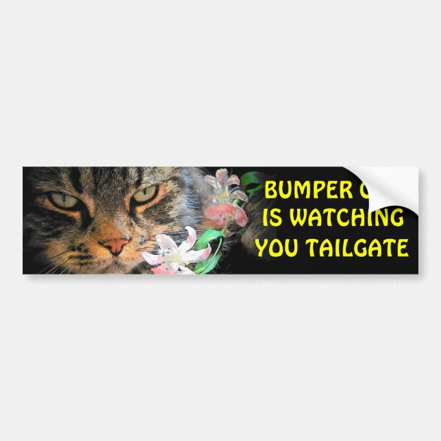 Bumper Cat is watching You Meme TAILGATE 3 Sticker (Front)