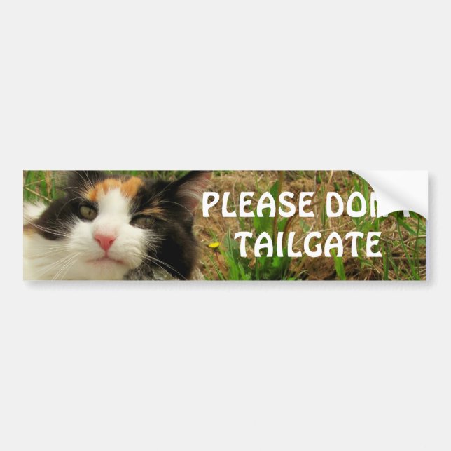 Bumper Cat Wants Her Space Sticker (Front)