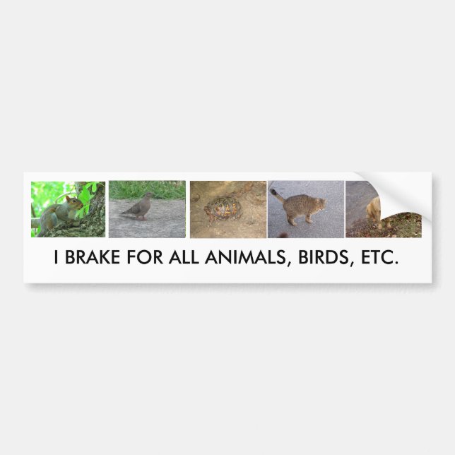 Bumper Sticker (Front)