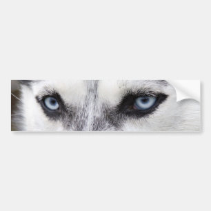 BUMPER STICKER HUSKY