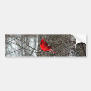 bumper sticker with photo of male cardinal