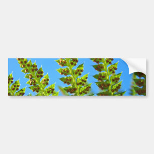 Bumper Stickers Blue Sky Green Forest Ferns