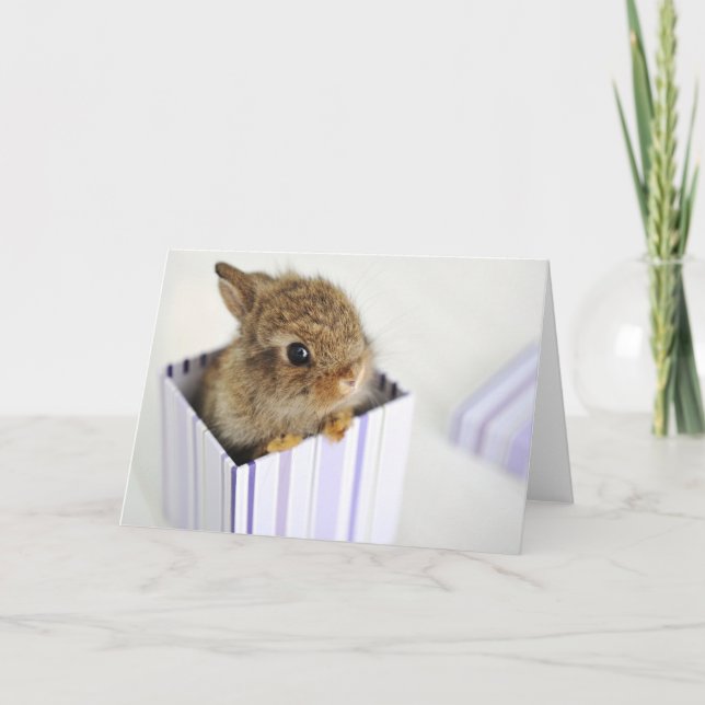 Bun in the Box! Card (Front)