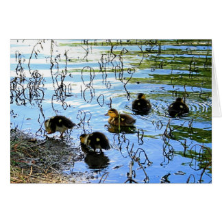 Bunch Of Baby Ducks