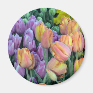 Bunch of colourful tulips magnet