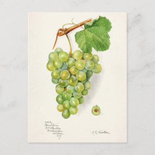 Bunch of Green Grapes Fruit Watercolor Painting Postcard