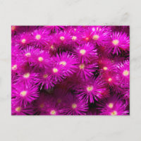 Bunch of Pink Aster Flowers