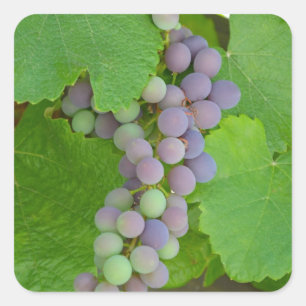 Bunch of purple grapes square sticker