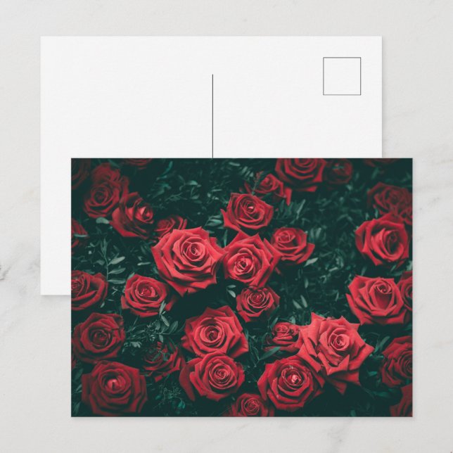 Bunch of red roses postcard (Front/Back)