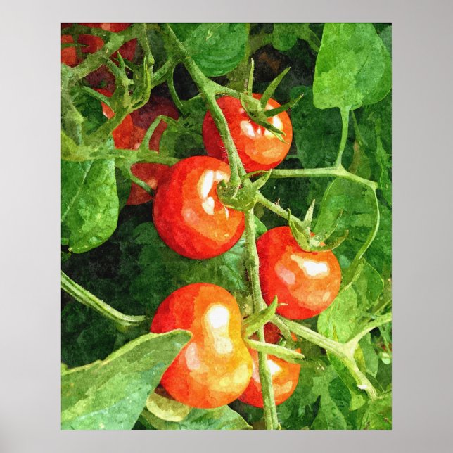 Bunch of Tomatoes Poster (Front)