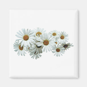 Bunch of White Daisies Magnet