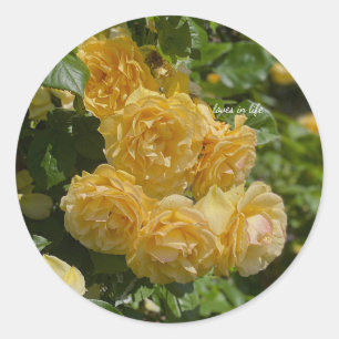 Bunch of Yellow Garden Roses Classic Round Sticker