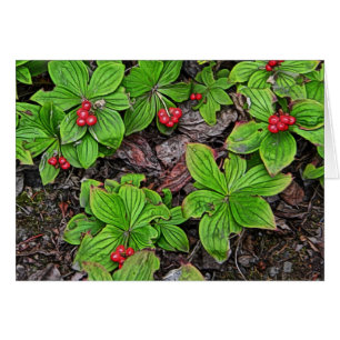 Bunchberry With Berries