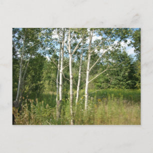 Bunched Postcard