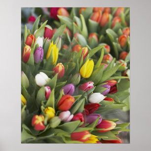 Bunches of colorful tulips poster