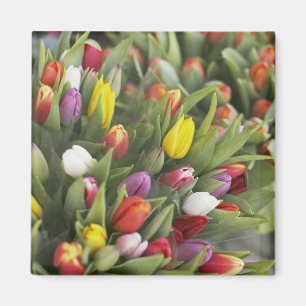 Bunches of colourful tulips magnet