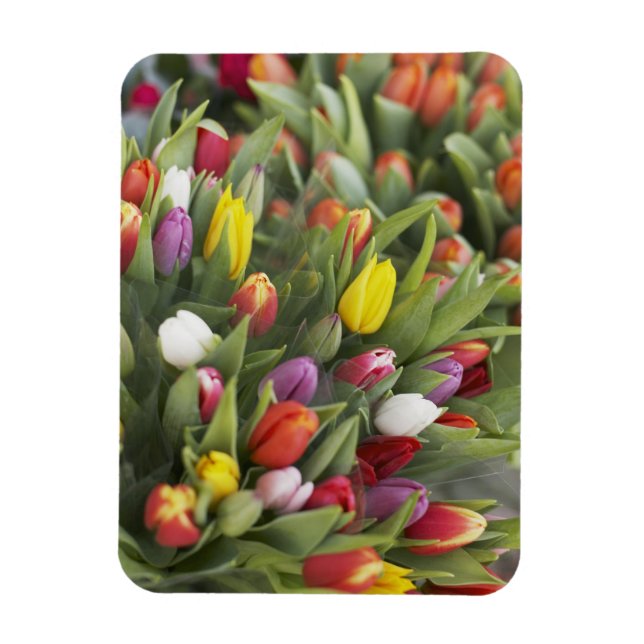 Bunches of colourful tulips magnet (Vertical)