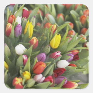 Bunches of colourful tulips square sticker