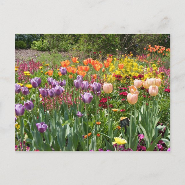 BUNCHES OF TULIPS POSTCARD (Front)