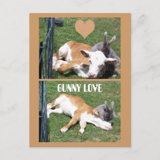 BUNNIE LOVES CALF POSTCARD