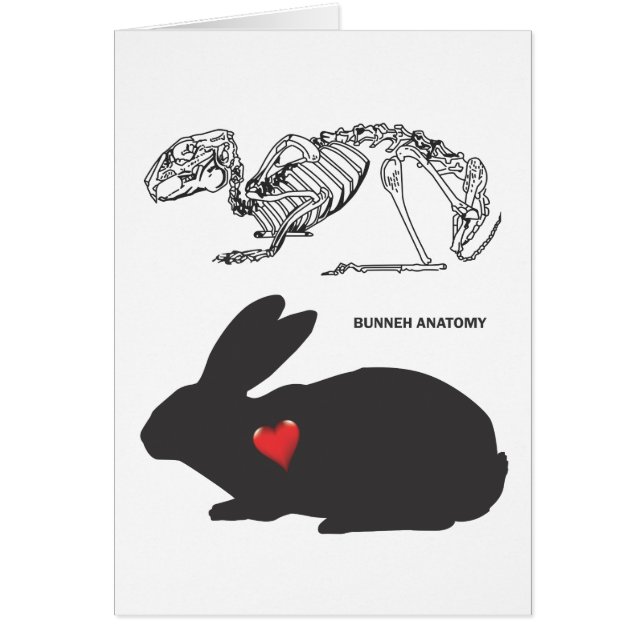 Bunny Anatomy (Front)