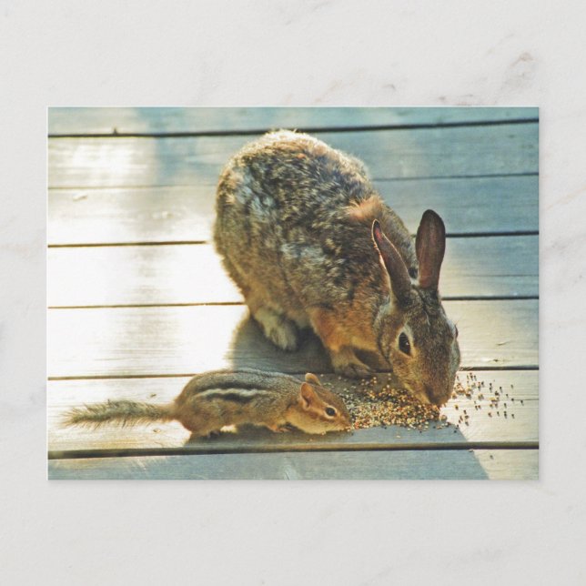Bunny and Chipmunk Sharing Postcard (Front)