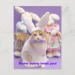 Bunny Bubba 3 Postcard