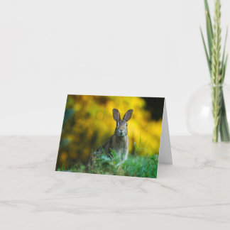 Bunny Card