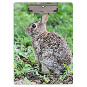 Bunny clipboard