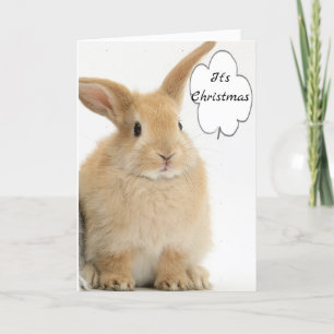 BUNNY COMES OUT TO SAY *MERRY CHRISTMAS* HOLIDAY CARD
