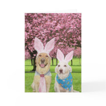 Bunny Labs