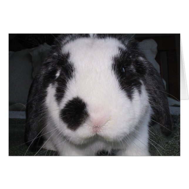 Bunny Love (Front Horizontal)