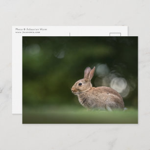 Bunny Nature Photo Postcard