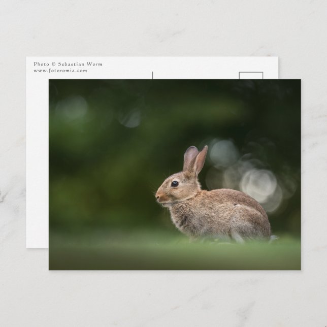 Bunny Nature Photo Postcard (Front/Back)