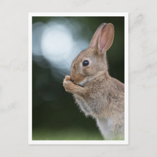 Bunny Nature Photo Postcard