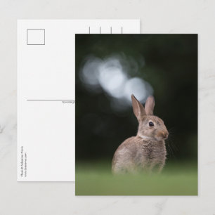 Bunny Nature Photo Postcard