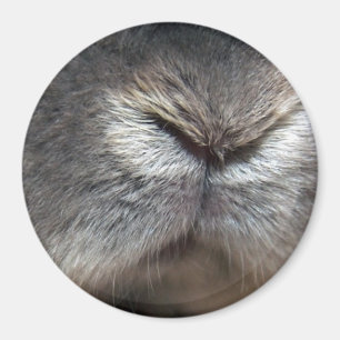 Bunny nose (magnet) magnet