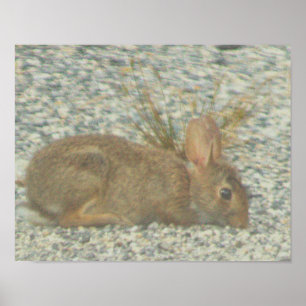 Bunny Photo Poster