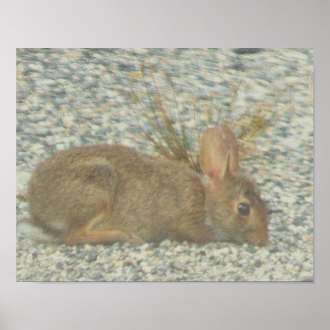 Bunny Photo Poster (Front)
