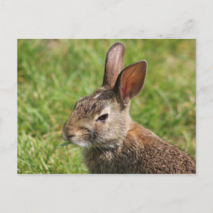 Bunny postcard