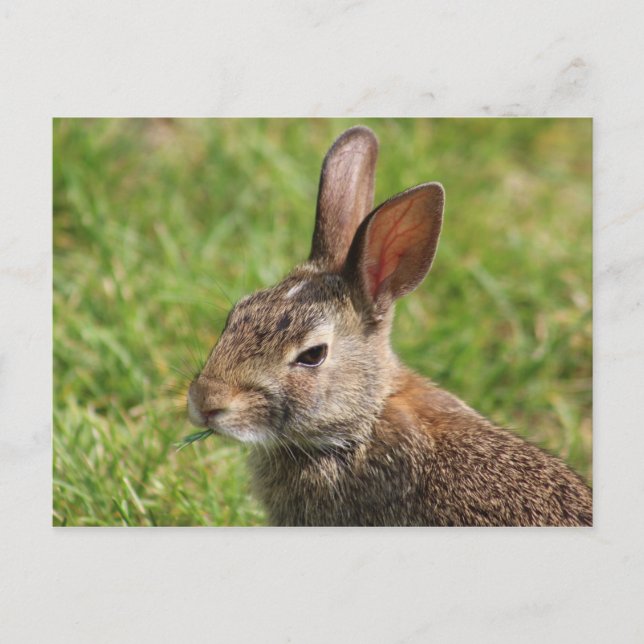 Bunny postcard (Front)