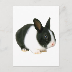 Bunny Rabbit Black & White Postcard