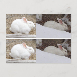 Bunny Rabbit Bookmarks Postcard