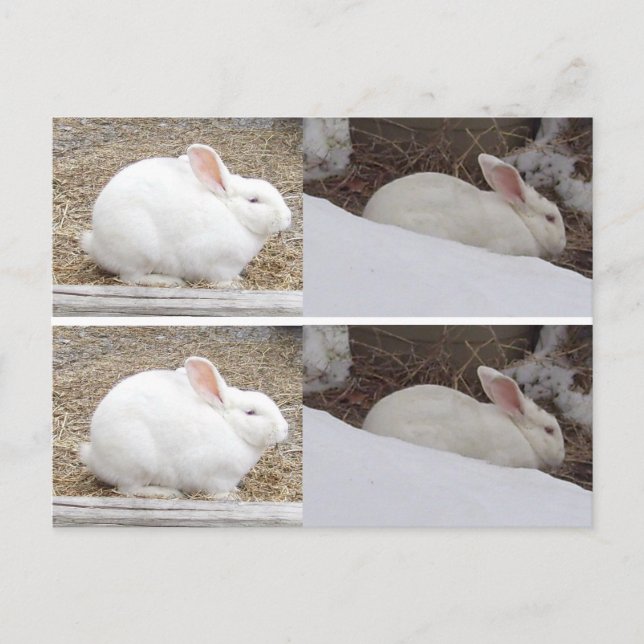 Bunny Rabbit Bookmarks Postcard (Front)